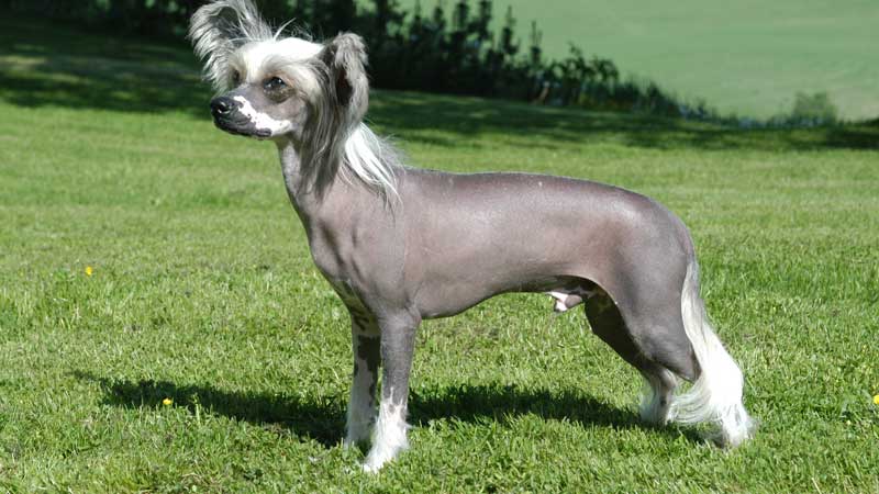 Chinese-Crested-Hairless
