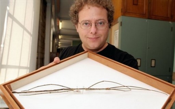 The longest insect in the world
