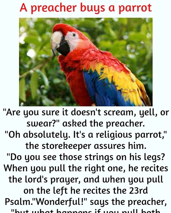 A preacher buys a parrot
